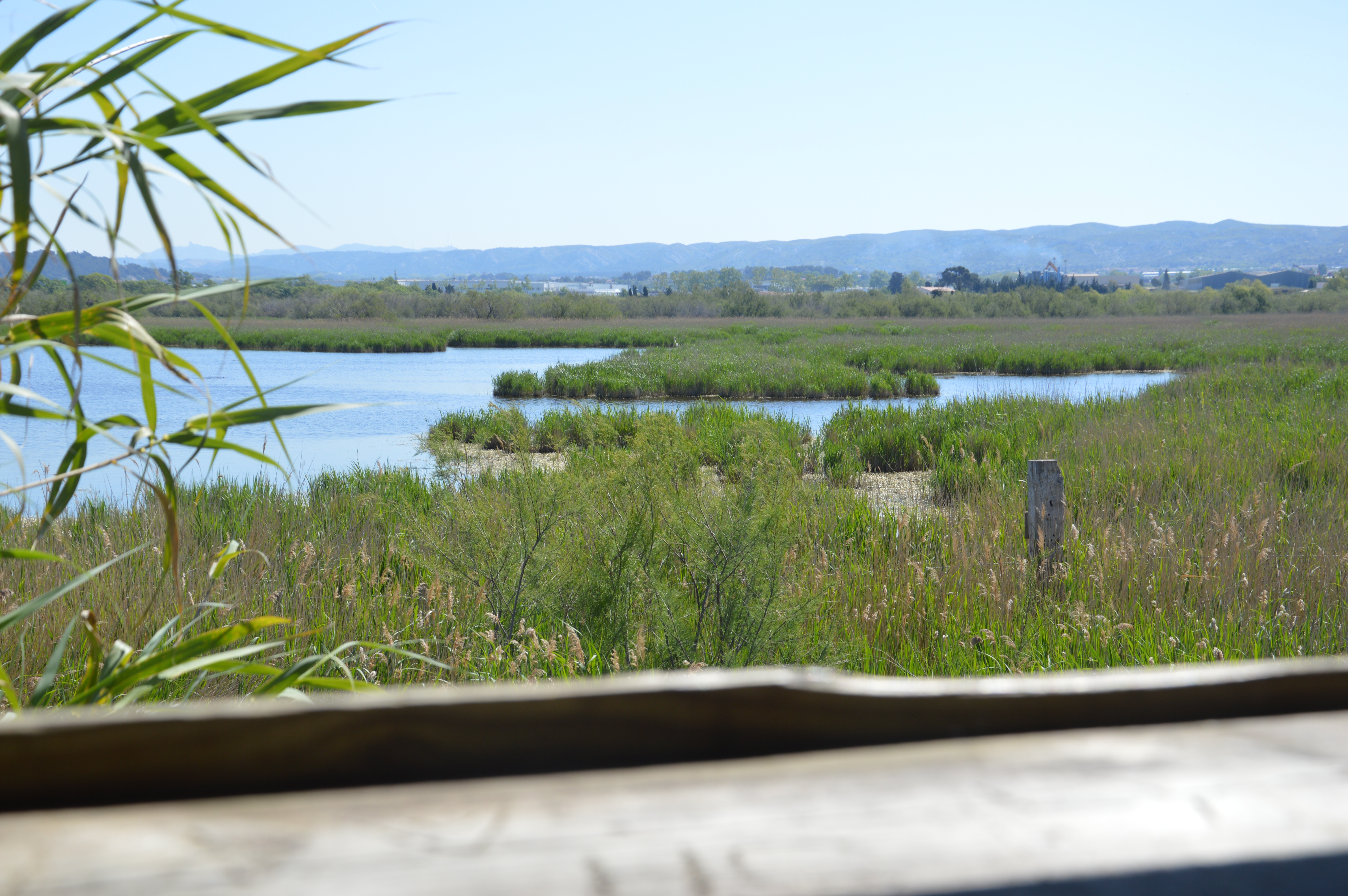 Sentier Petite Camargue de Marignane Les Paluns — photo 2