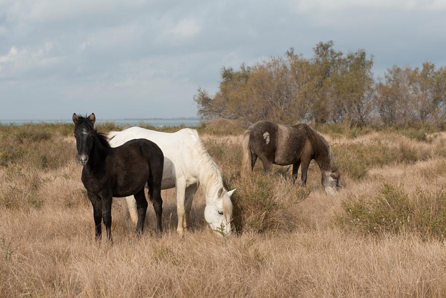 Chevaux au bord du Vaccarès