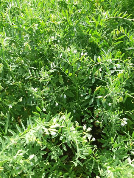 EARL Coquelicots  producteur(3)