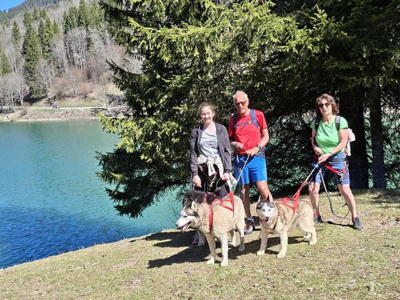 Canirandonnée avec les chiens de traîneaux (pour ados et adultes)_Bellevaux