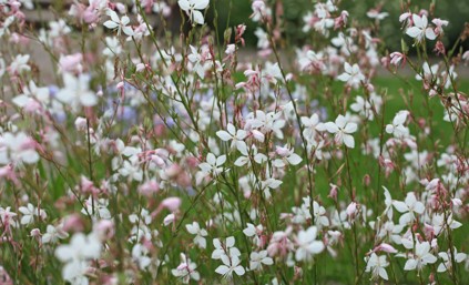 Chantier Participatif : arrachage de "Gaura" - Sortie avec les Écogardes