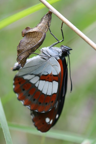 Limenitis reducta - R.Quesada - Lo Parvi