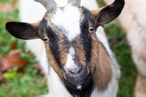 Visite libre et ateliers à la ferme de Bozzi — visuel événement