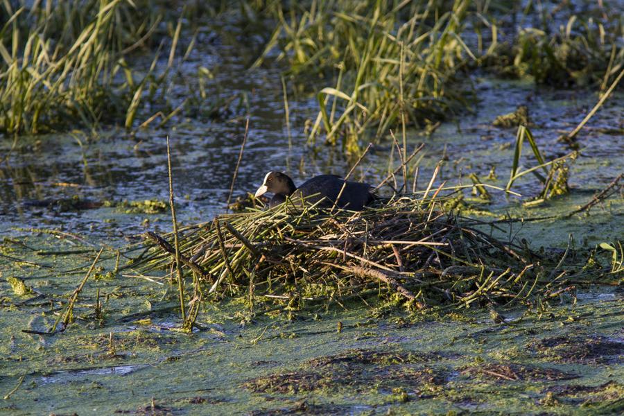 Habitants et rôles des zones humides