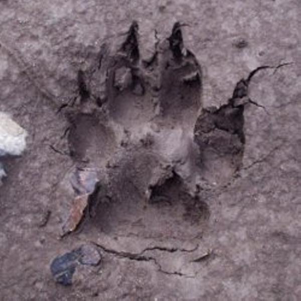 Acti enfant détective renard