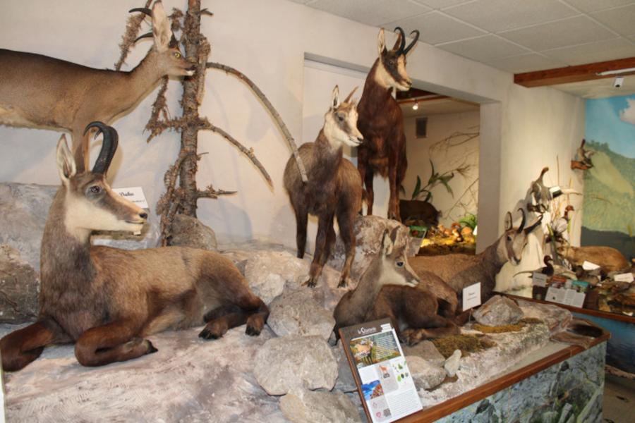 Image Musée de la Faune - Musées de Bellevaux