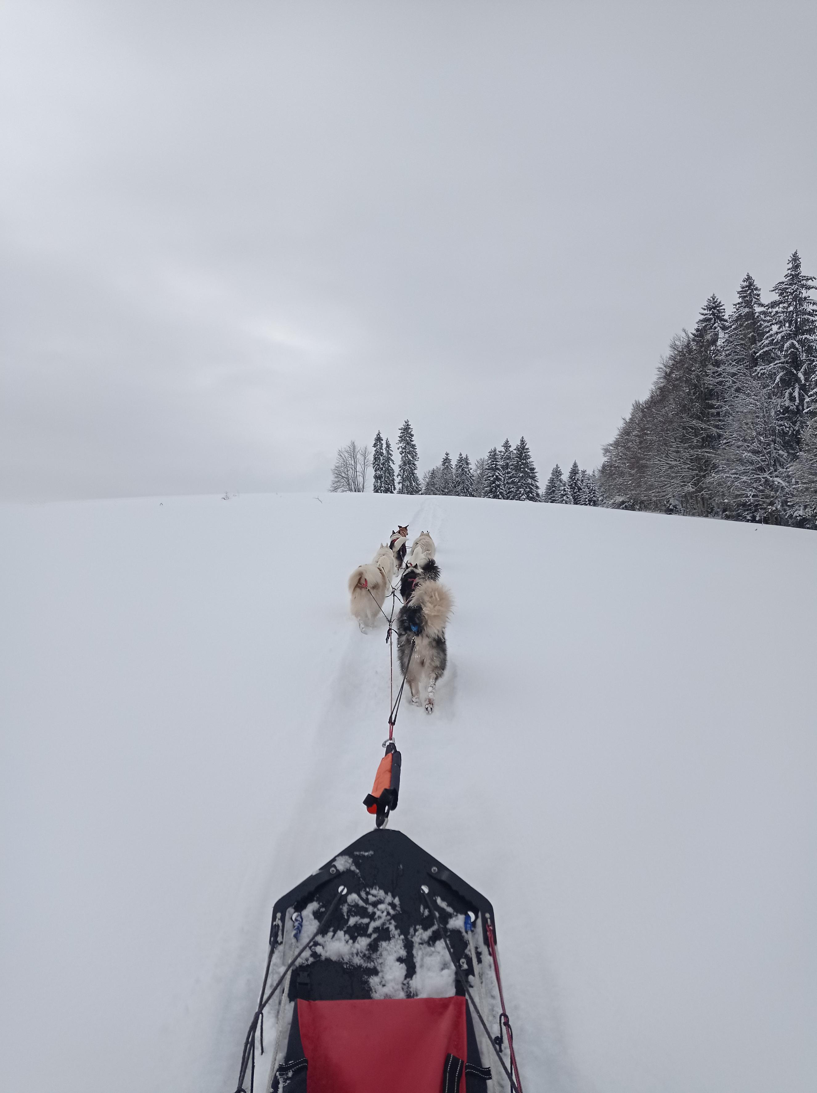 Bapt�me en tra�neau � chiens avec Symbiose chien polaire