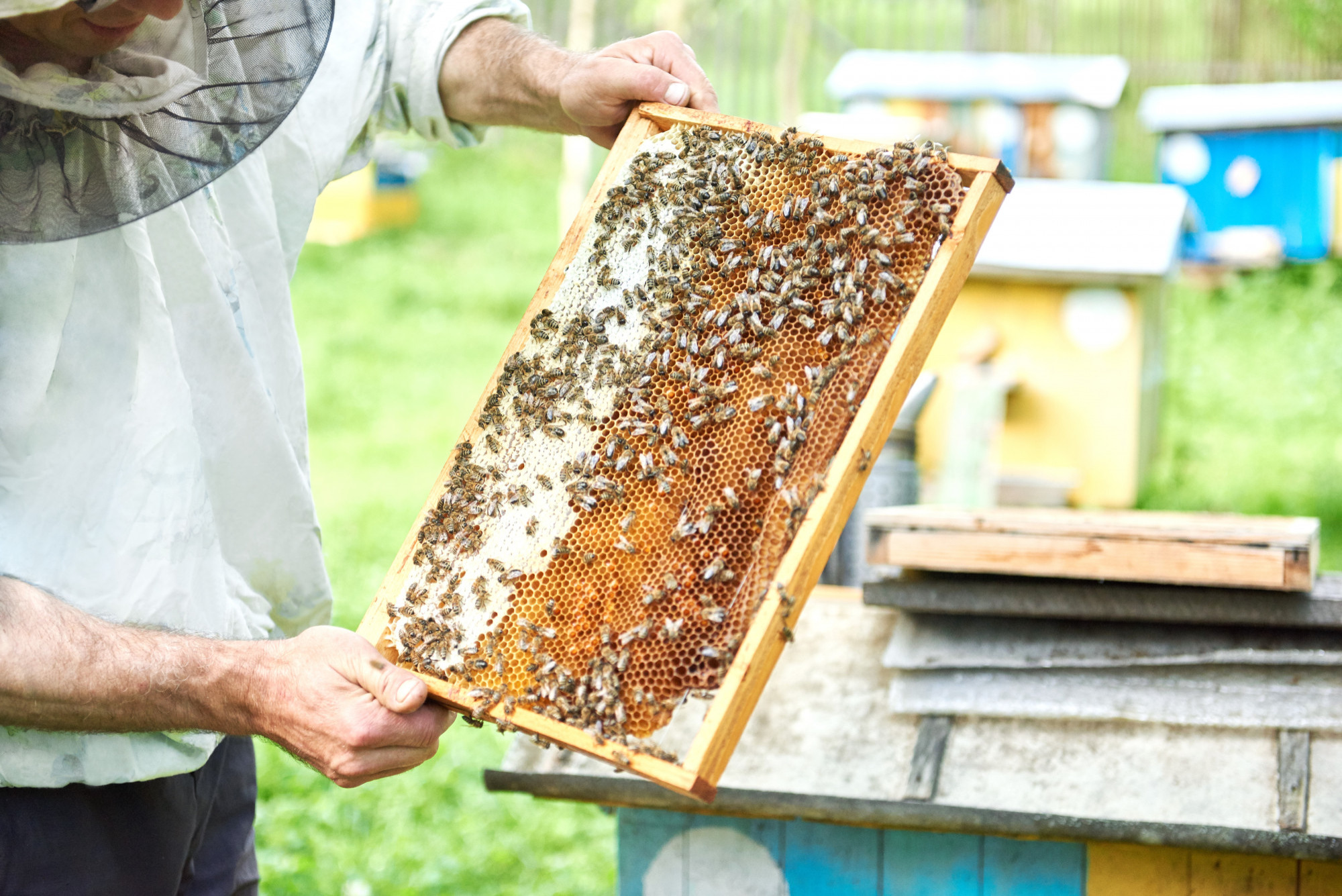 Exposition dédiée à l'abeille