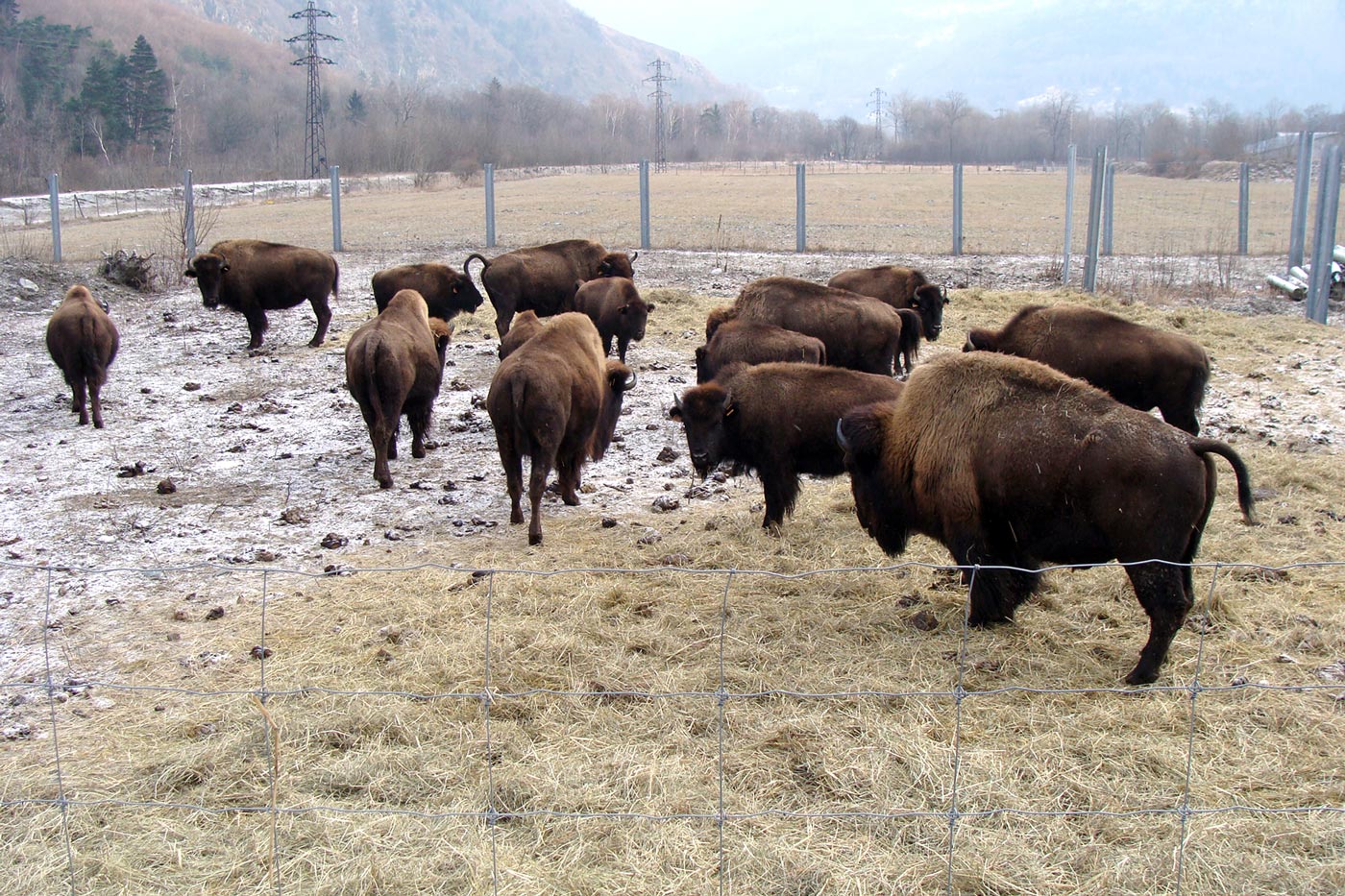 Visite de la ferme aux bisons