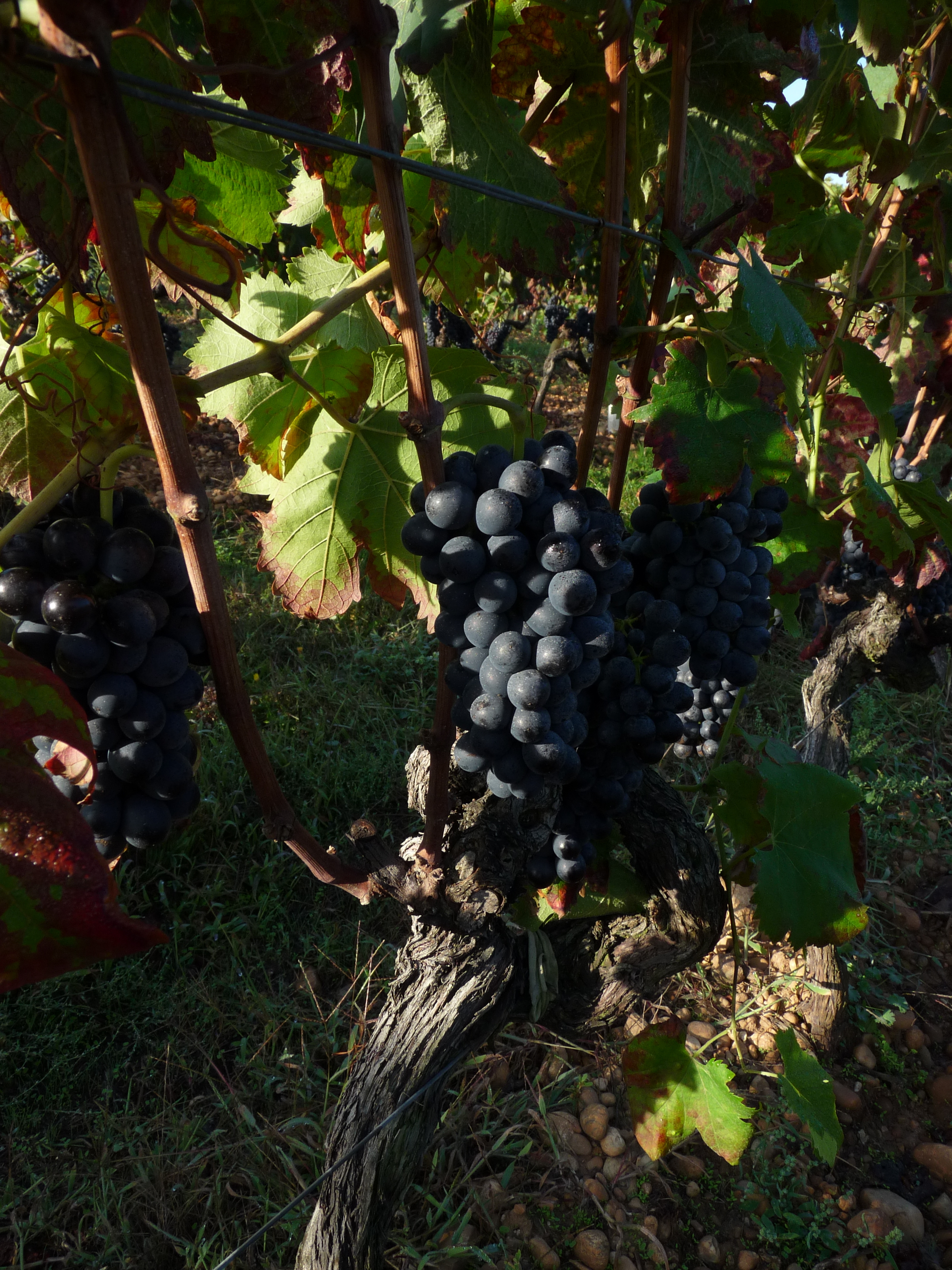 grappe de raisin rouge