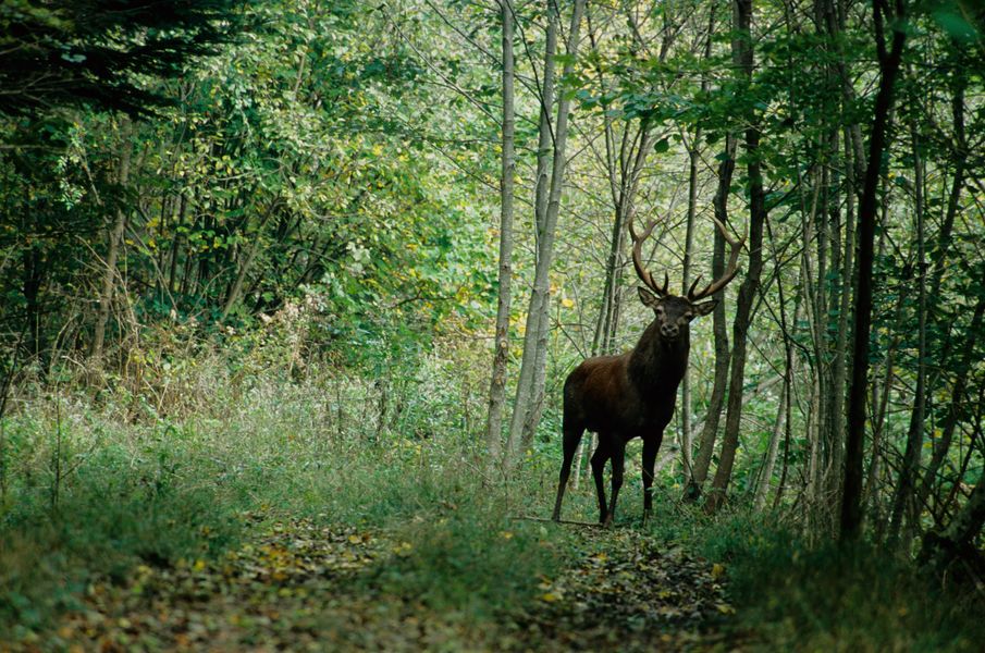 Balade nature et légende