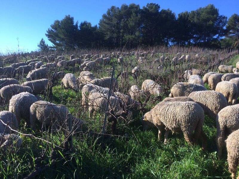 Vignes - Moutons dans les vignes - Domaines Bunan
