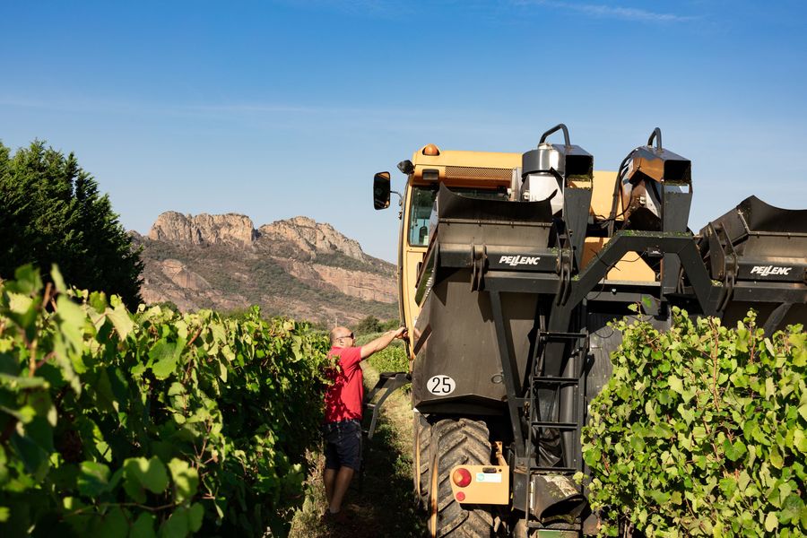 Vendanges blavet 2023