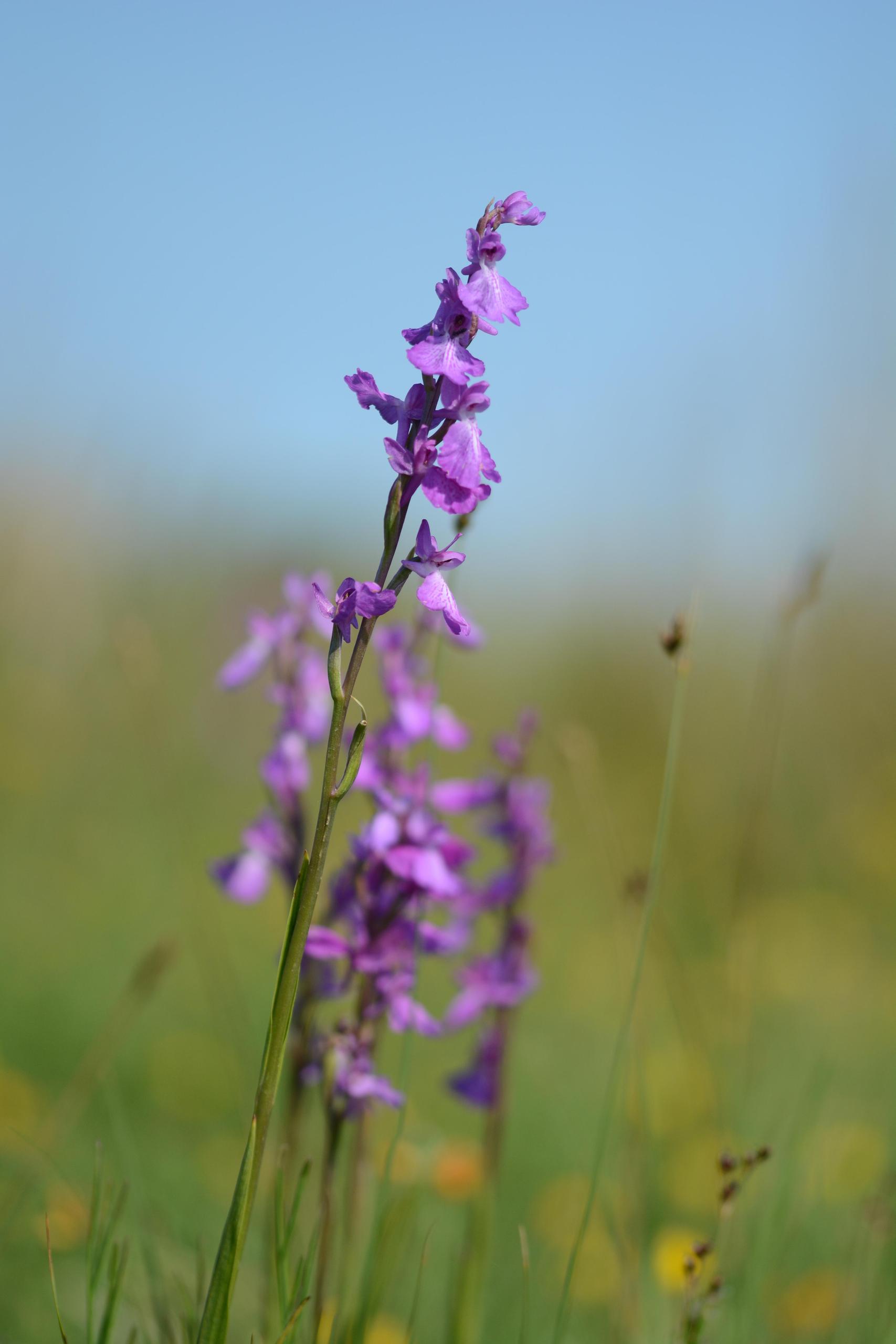Le Printemps des réserves naturelles : Portes ouvertes