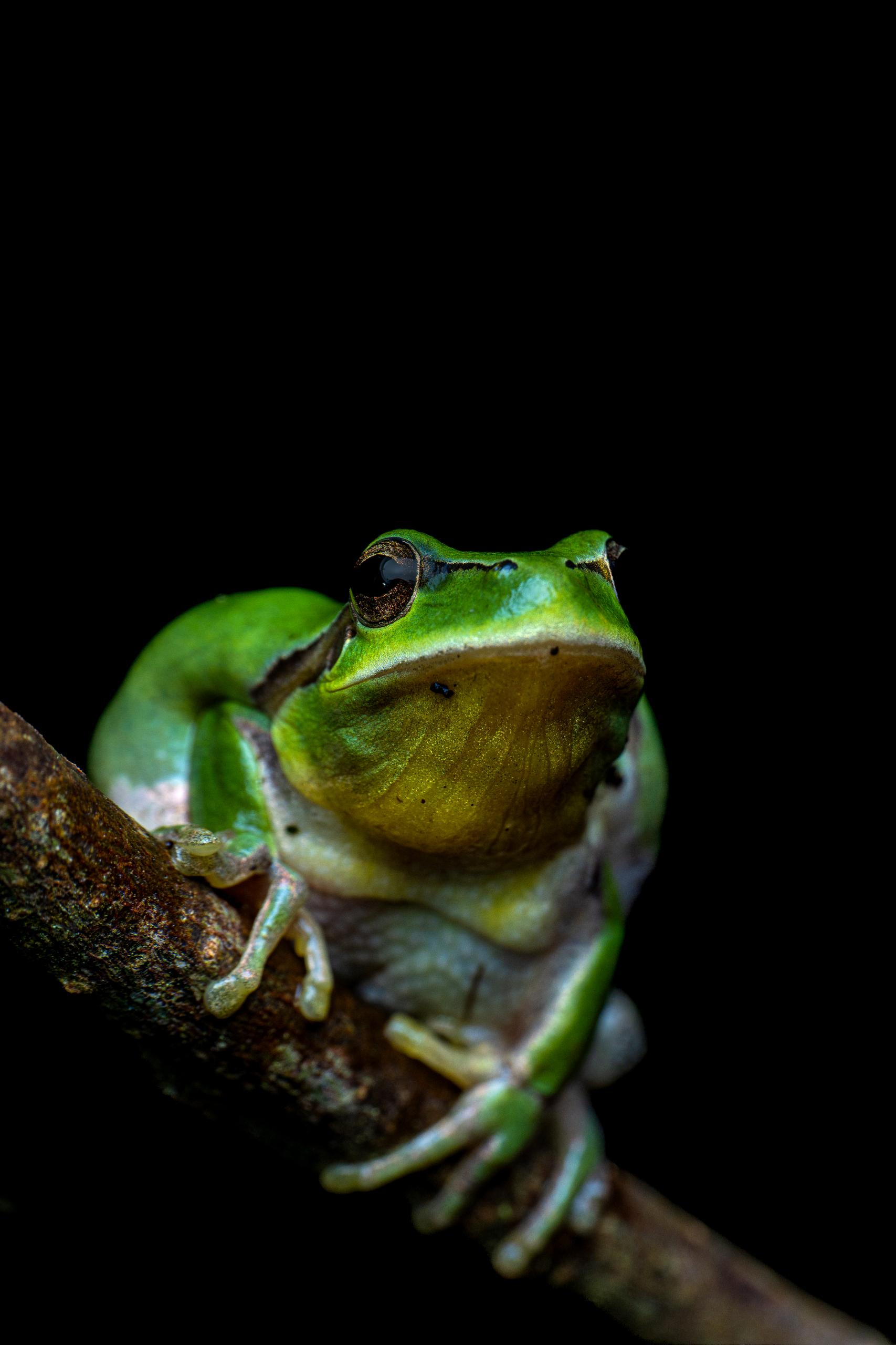 Les zones humides dans les cycles de l'eau