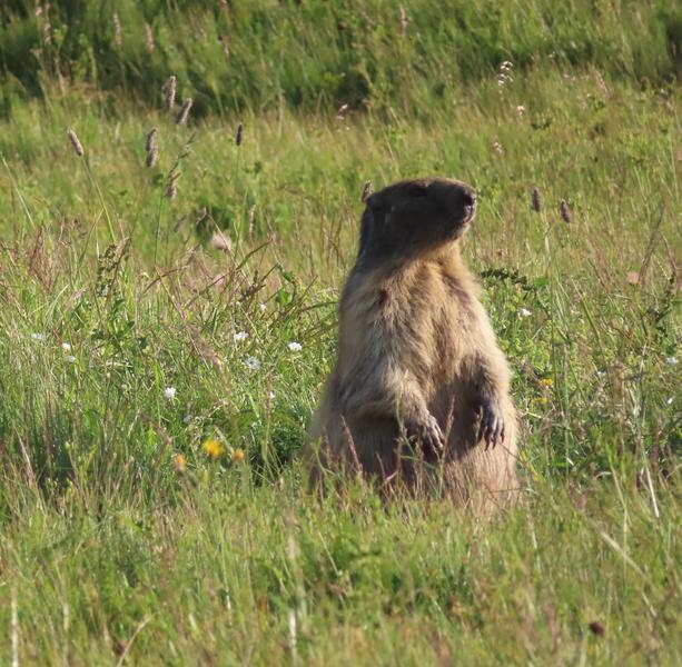 Christian Diénot - accompagnateur en montagne_Saint-Martin-de-Clelles