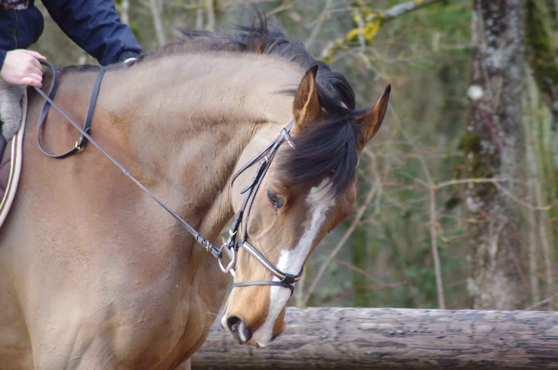 Les Ecuries de Maillane