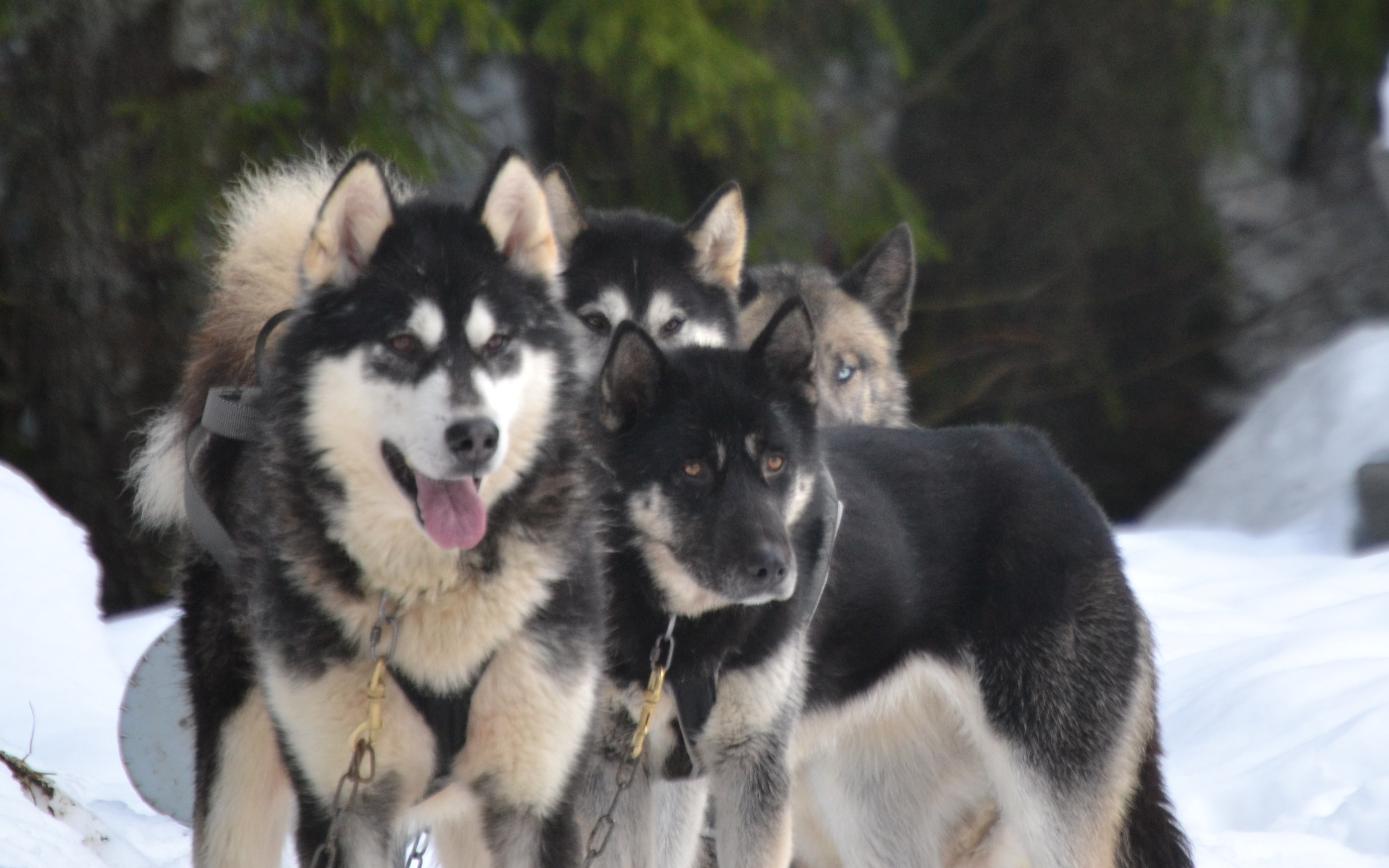 Balade en cani-Kart