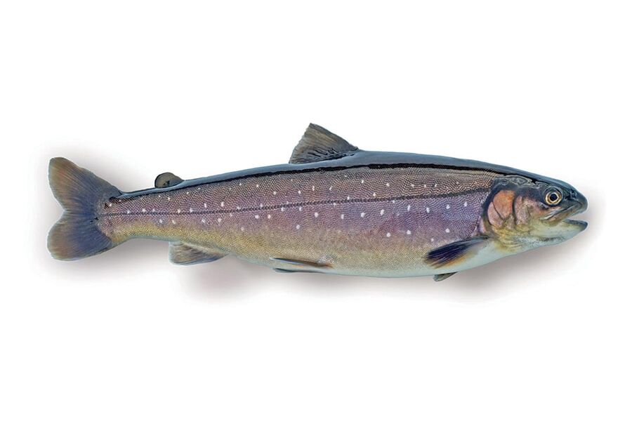 Murgat Fishfarm