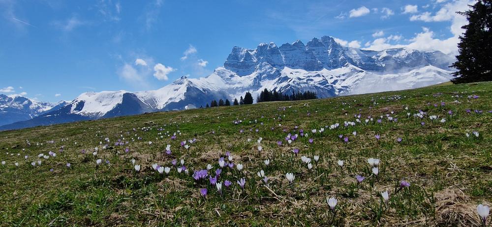 Savolaire au printemps