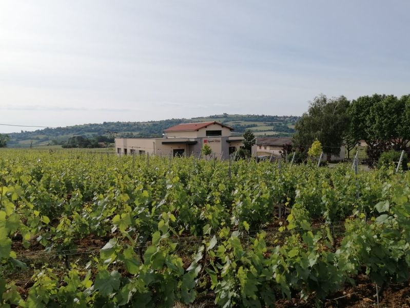 vignoble