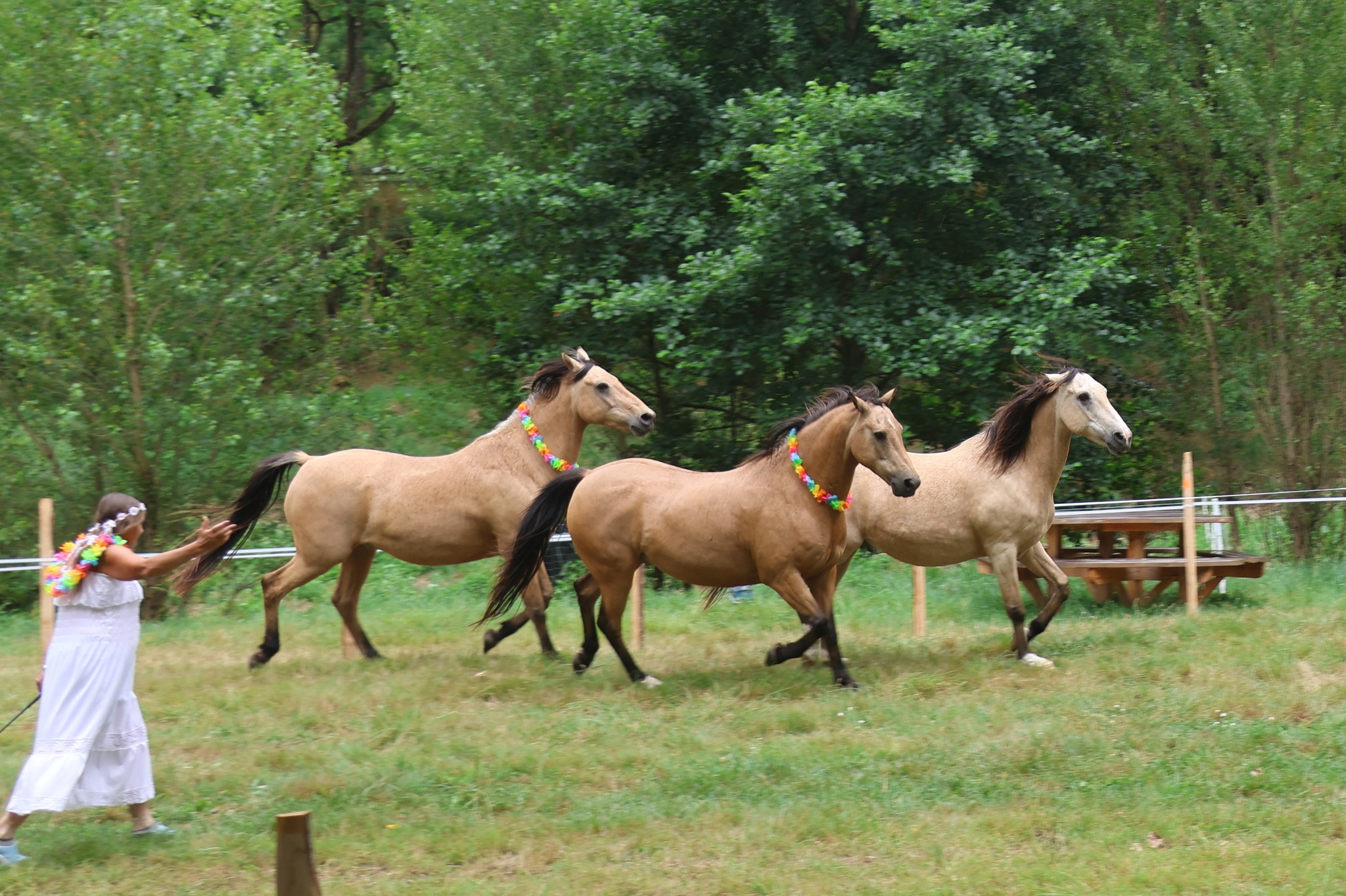 Fête du cheval
