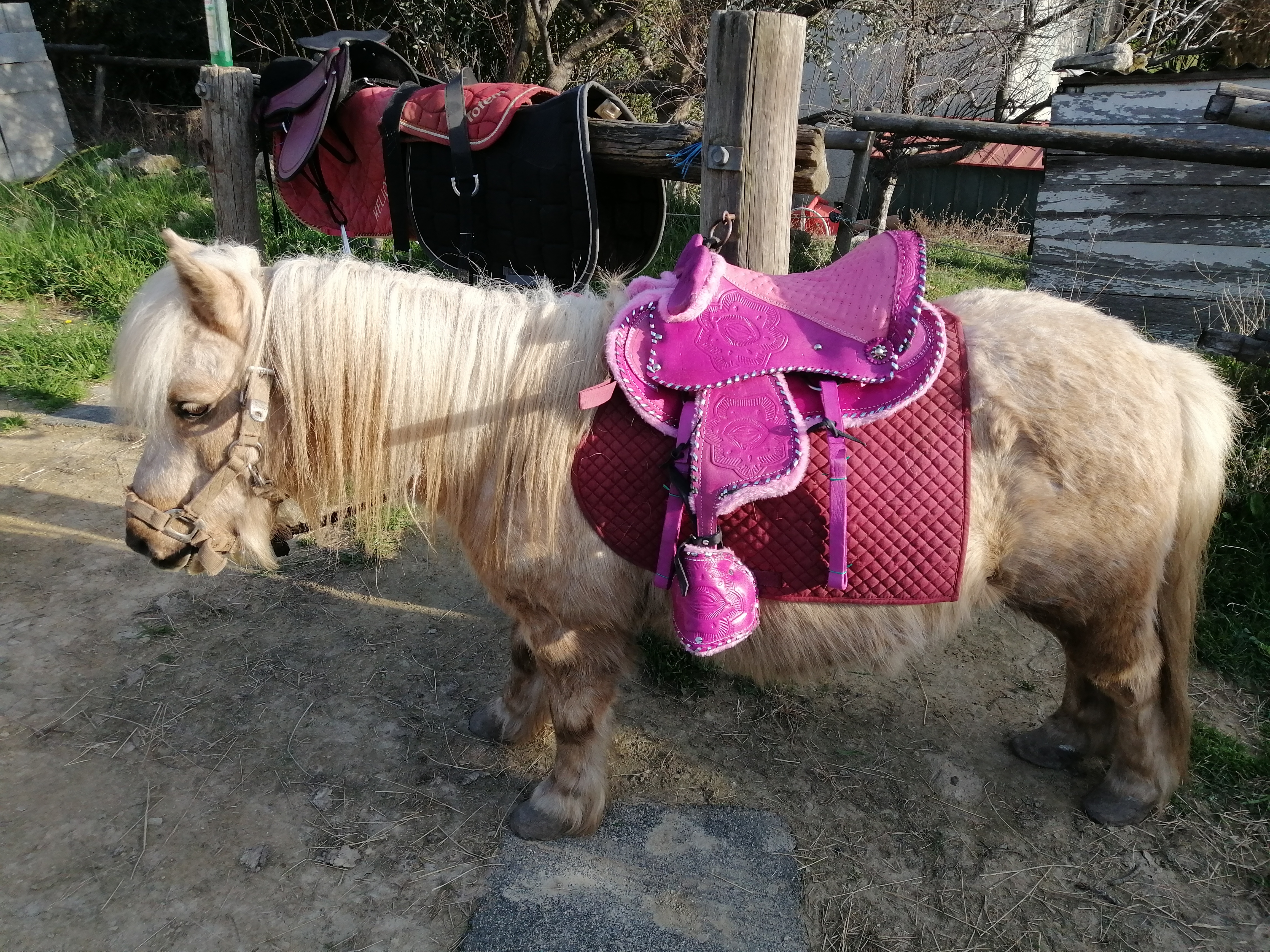 Poney Express Attelage - photo 2