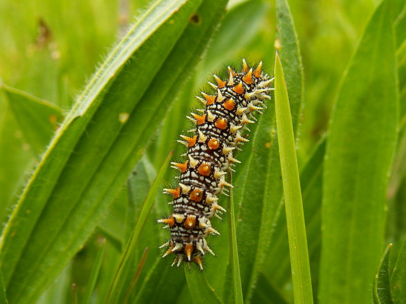 Melitaea didyma, chenille - M.De Groot - Lo Parvi