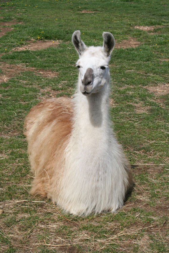 lama dans l'herbe