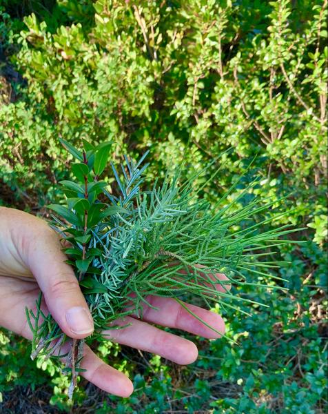 CONNAISSANCE DES PLANTES SAUVAGES