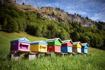 Veillée d'hiver : l'apiculture