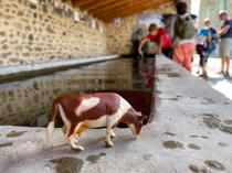 Recherches vaches