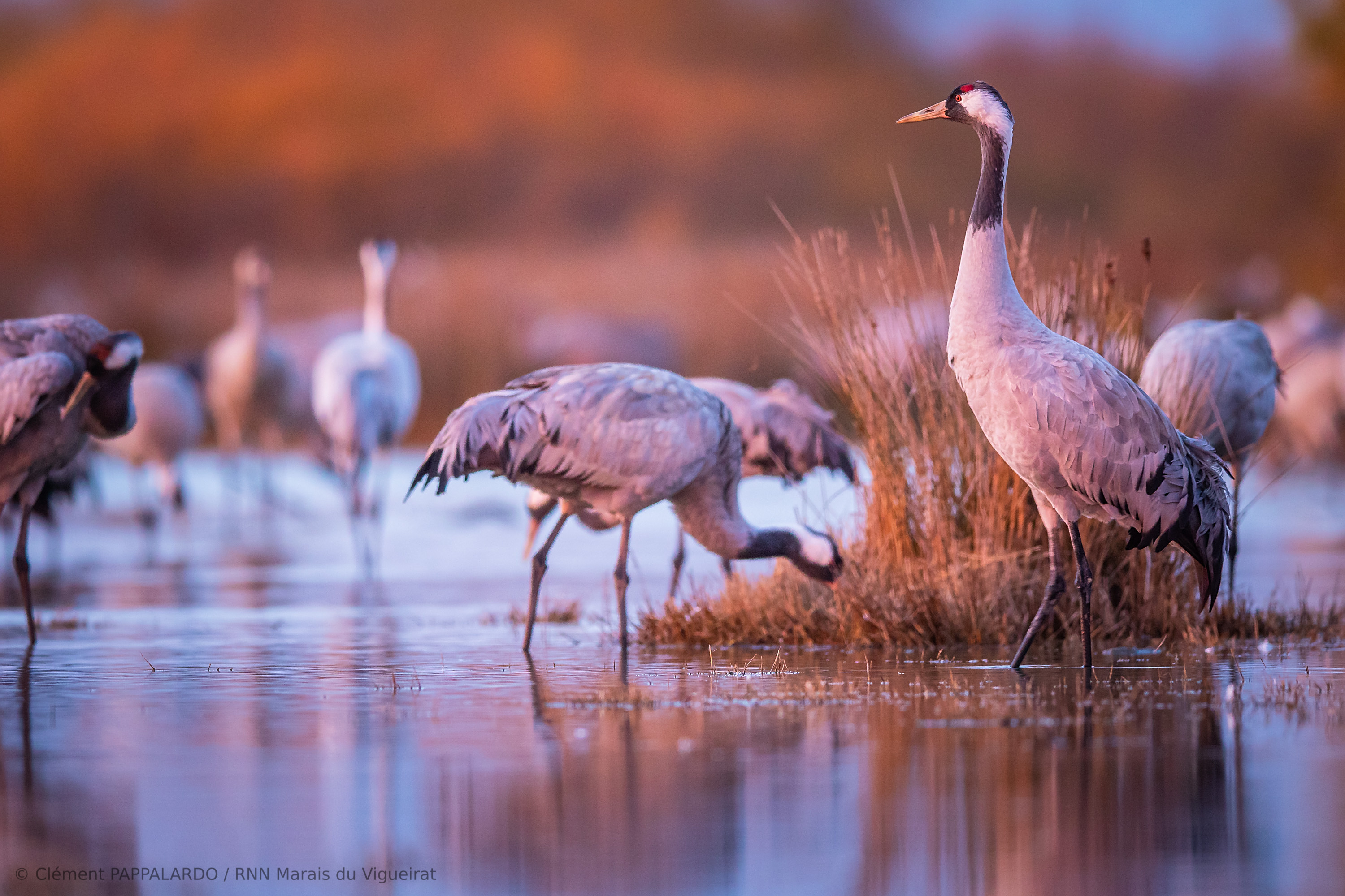 Grue-cendreeÂ©Clement-PAPPALARDO (9)