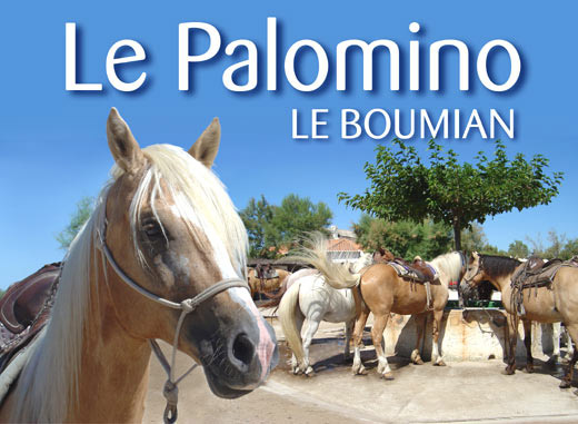 Boumian/Palomino