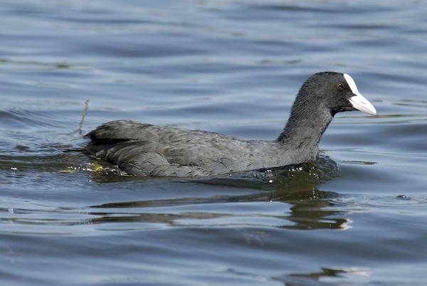 Sortie Lo Parvi : comptage des oiseaux hivernants (chantier)
