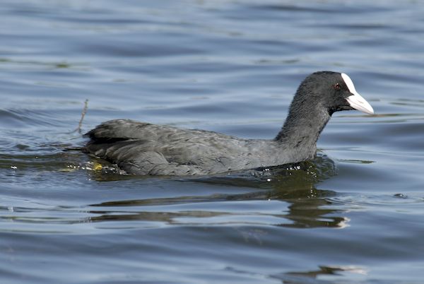 Sortie Lo Parvi : comptage des oiseaux hivernants (chantier)