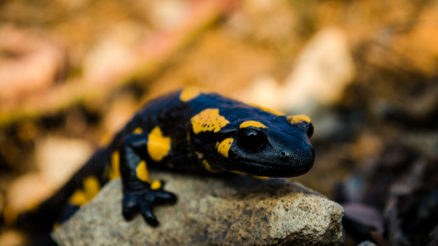 Rencontre avec les salamandres