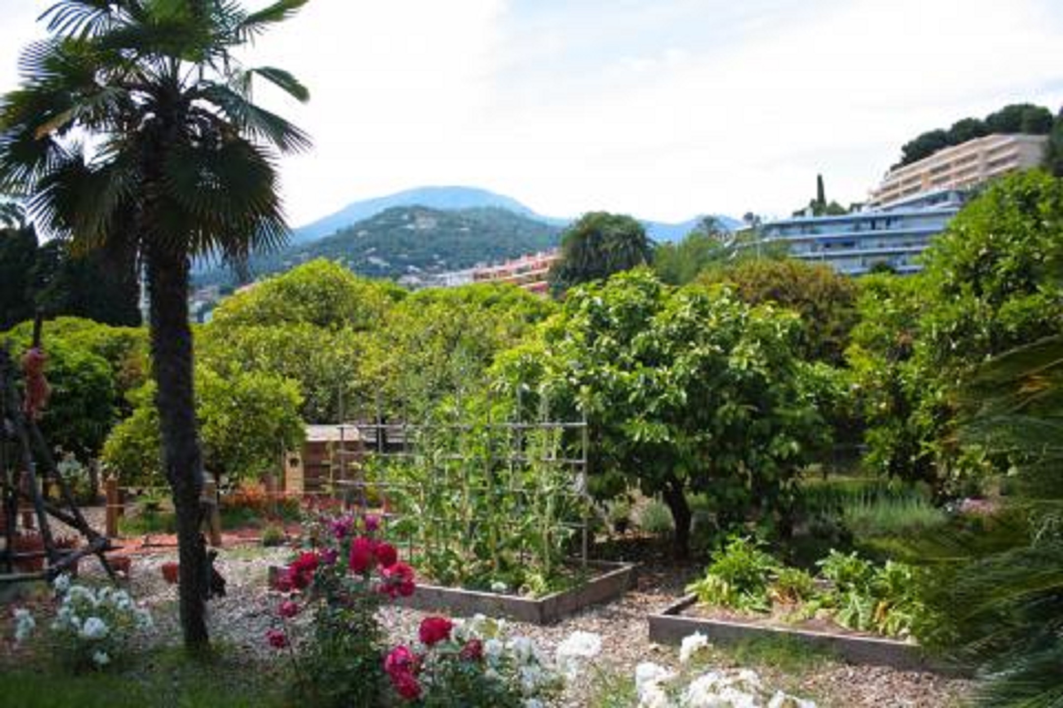 Dans le jardin du Palais de Carnolès