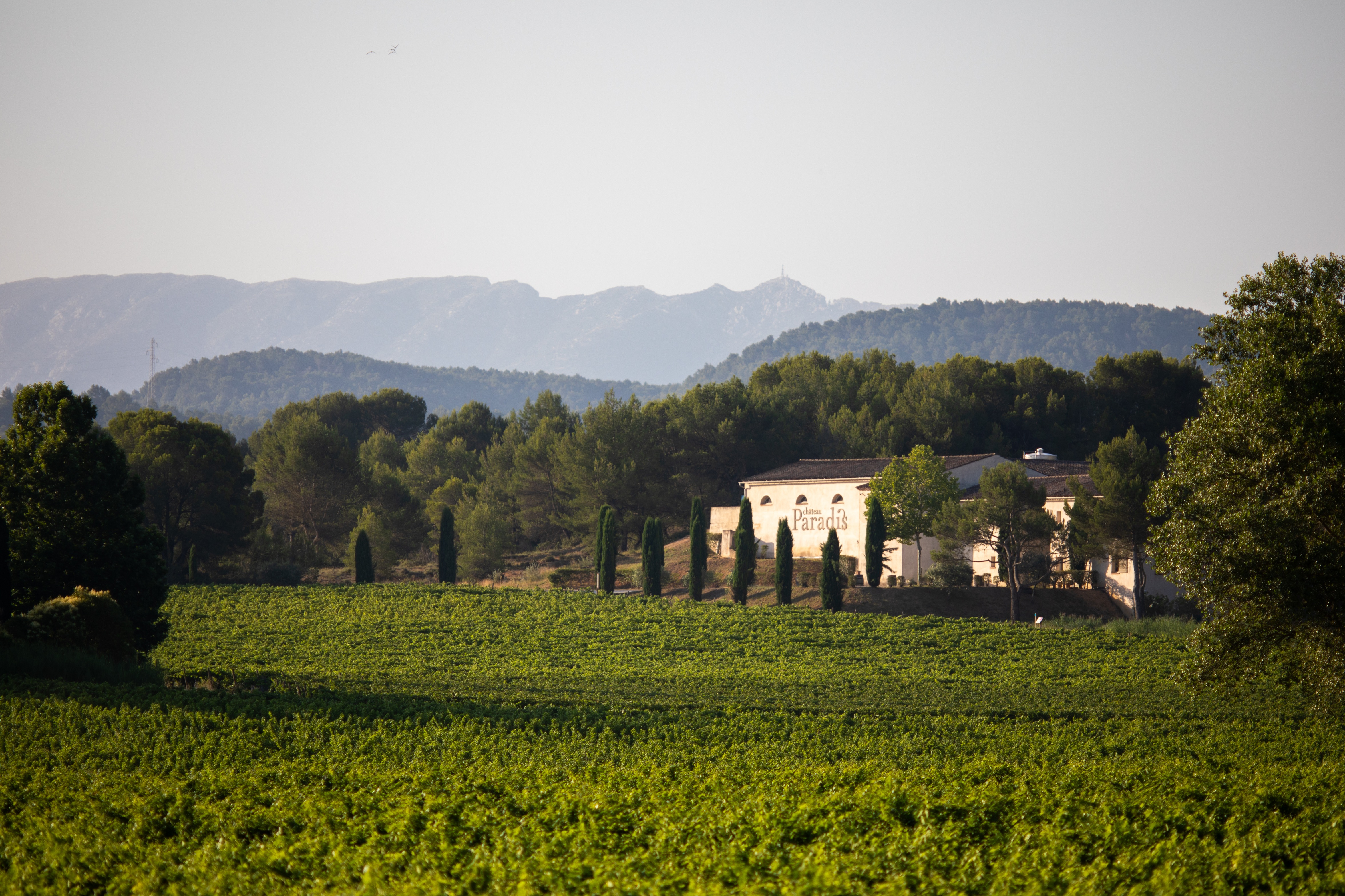 Château Paradis — photo 3