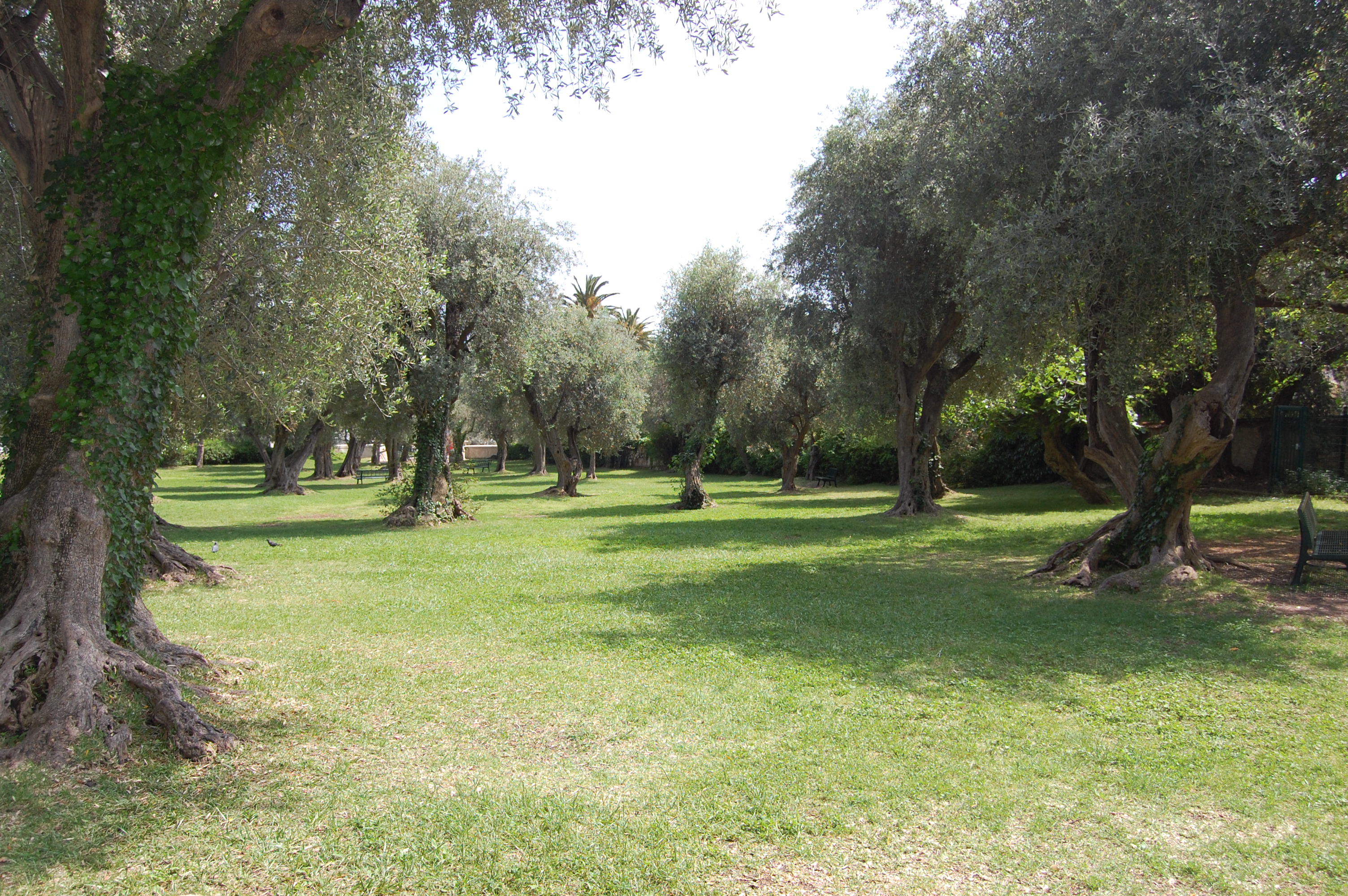 Jardin de l'Olivaie - square Calmette Beaulieu-sur-Mer