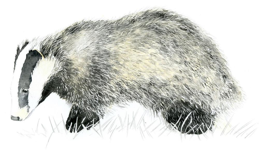 Naturalist painter Isabel Naudin