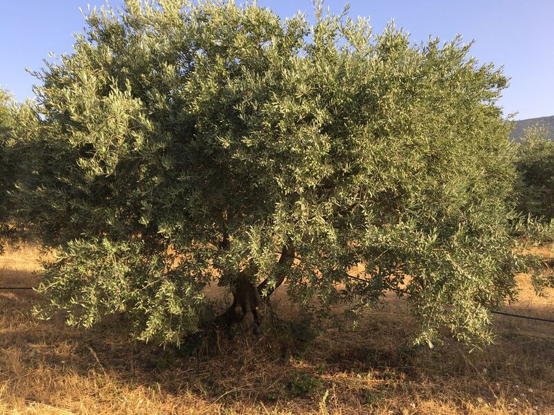 Moulin à huile d'olive et Domaine Oliversion