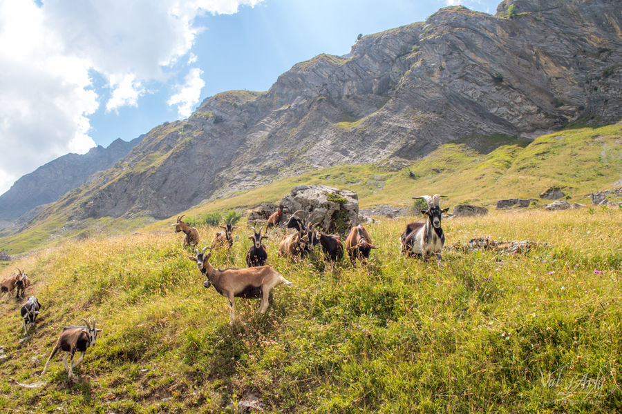 Chèvres à Bogneuve