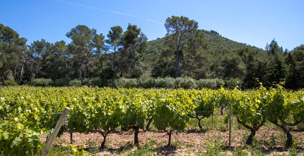 La Navicelle