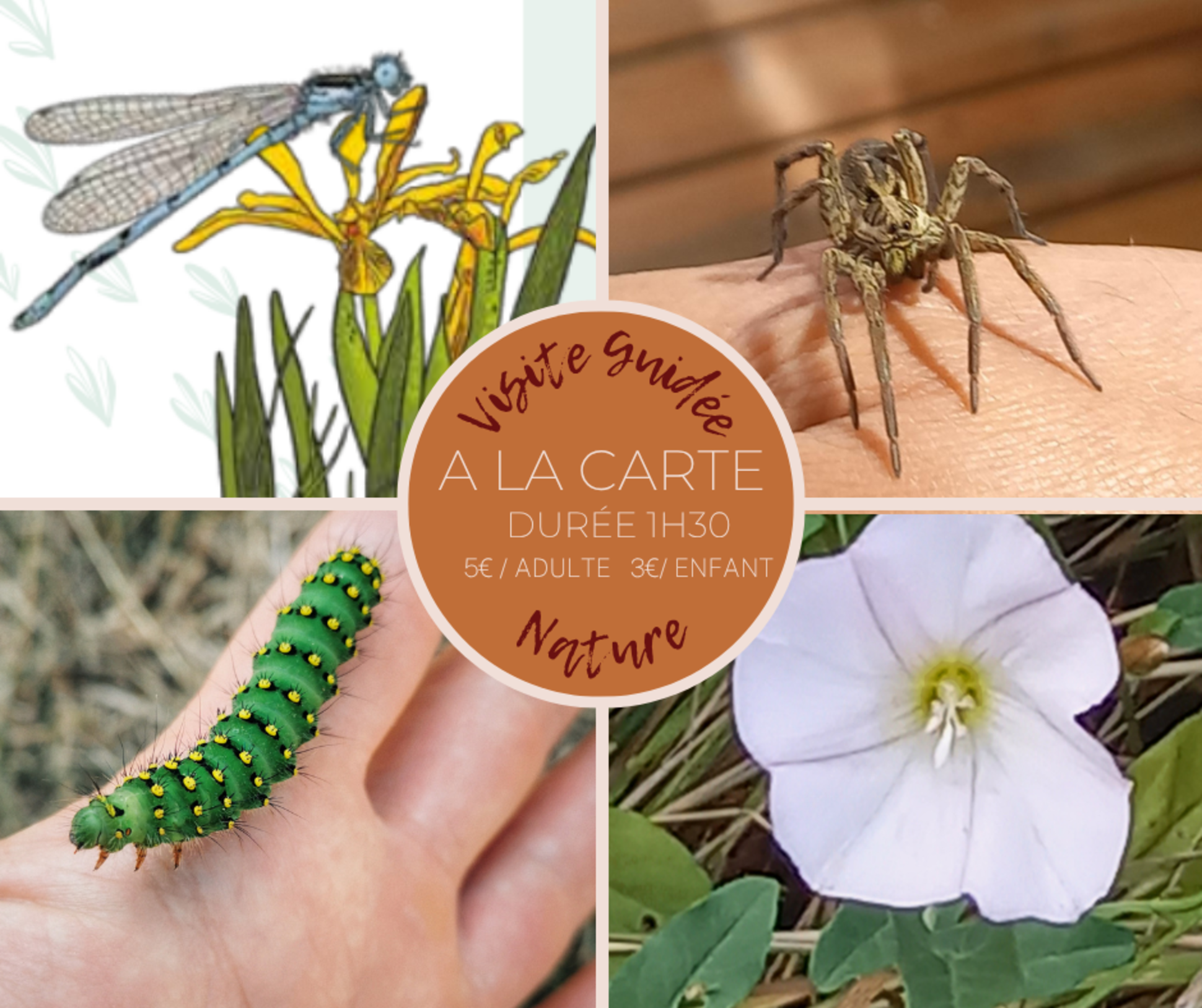 Cap sur Maubert : Visite Guidée Nature