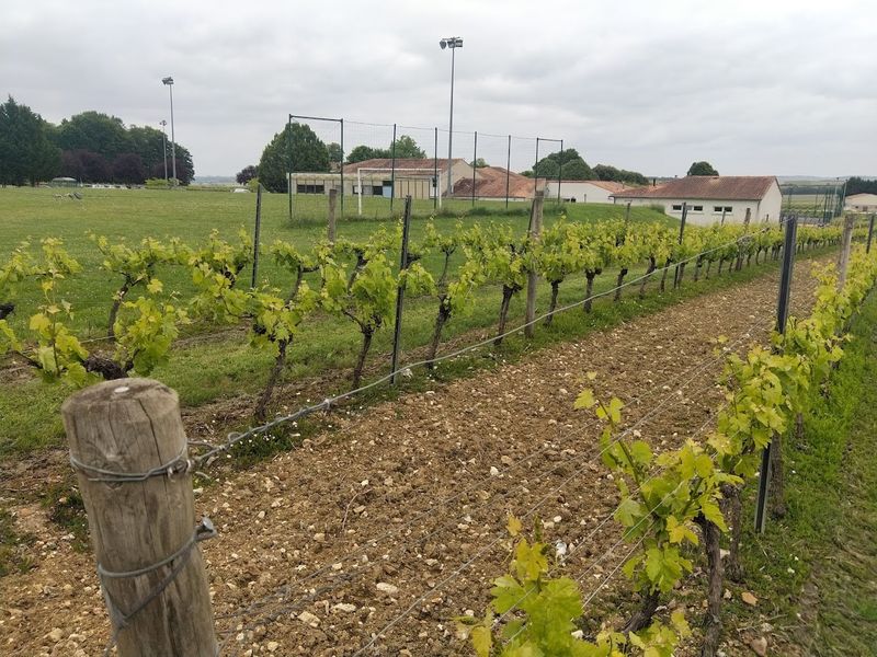 Le Renaudin - Pineau, Cognac