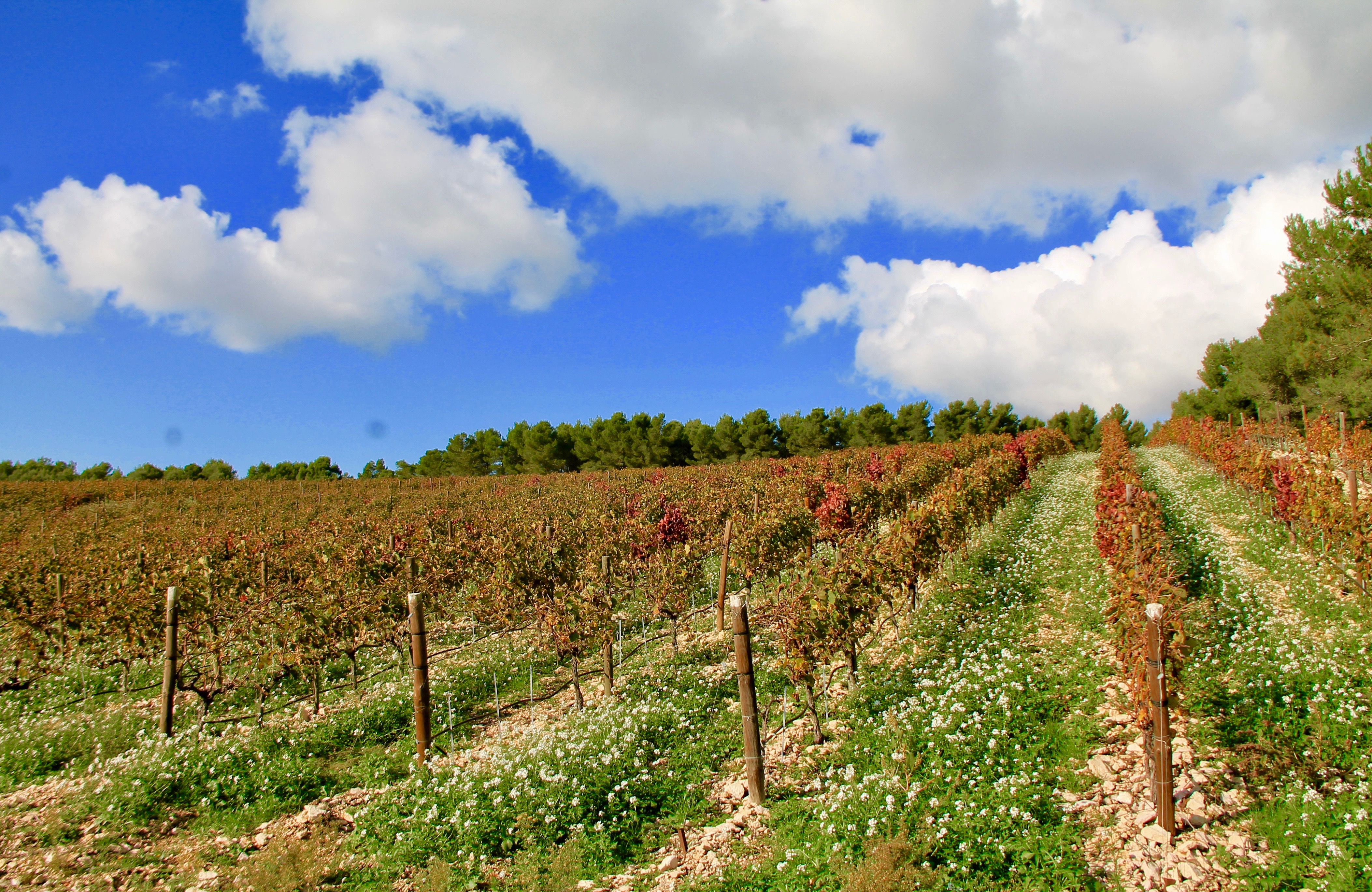 Domaine de L'Olibaou - photo 5