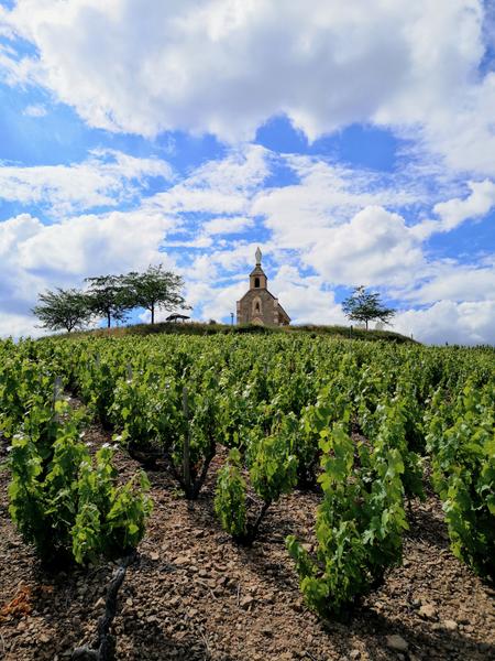 Trail des foulées beaujolaises - Trail Tour Beaujolais_Fleurie