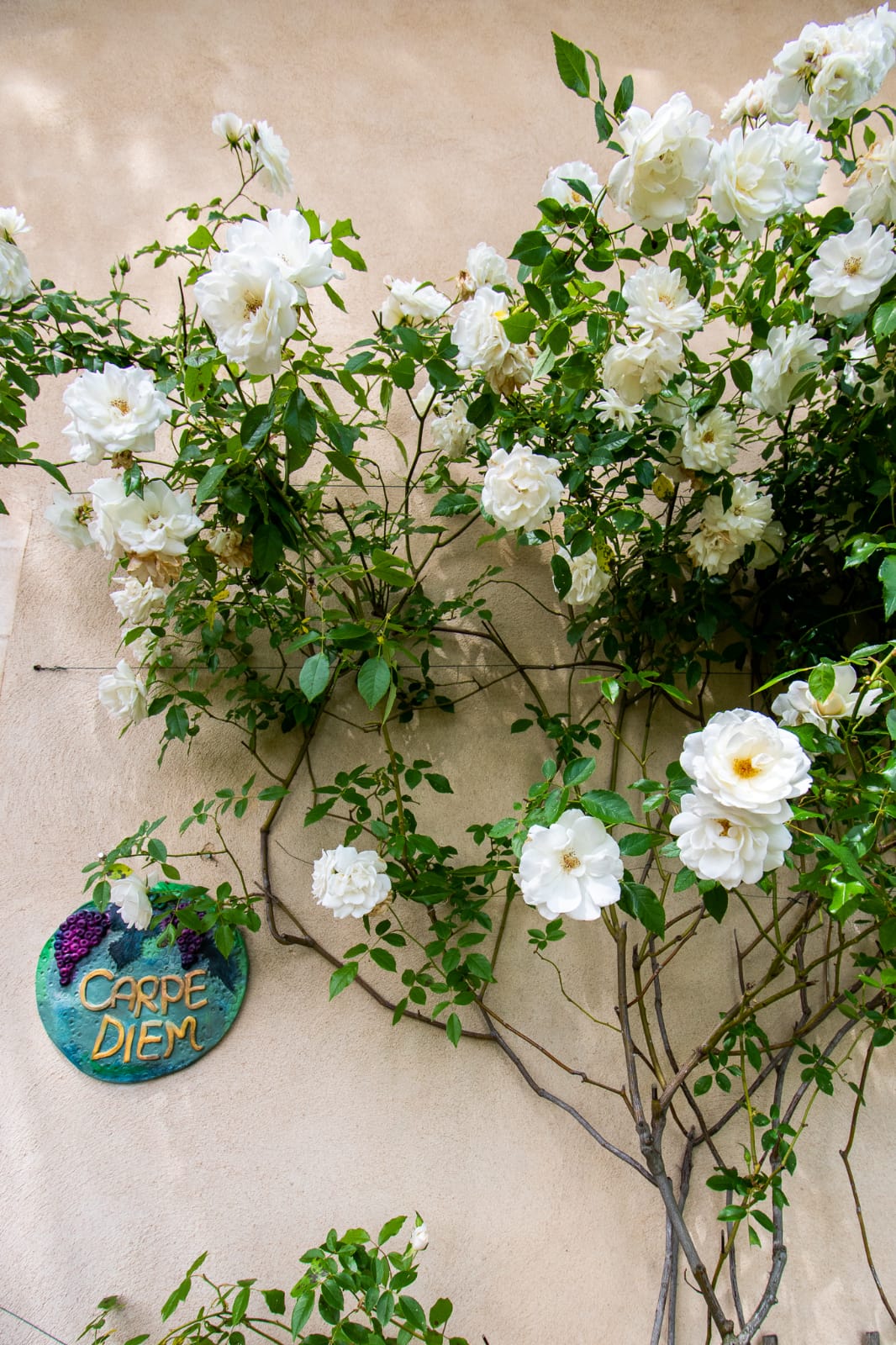 Carpe Diem, Mallemort - photo 6