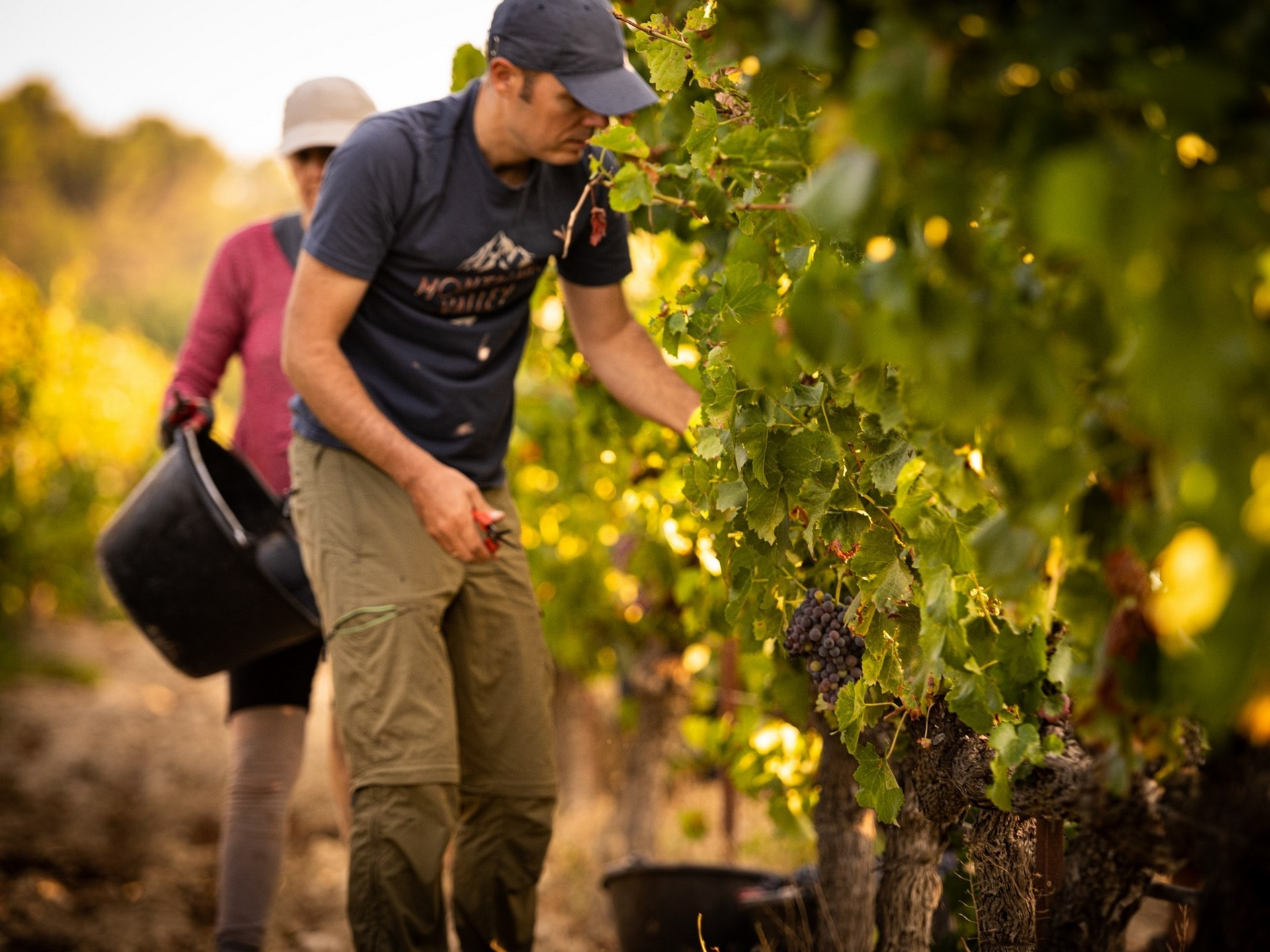 Domaine de la Brillane - photo 3